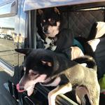 ピッザピッザピッザ - 