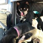 ピッザピッザピッザ - 