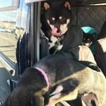 ピッザピッザピッザ - 