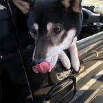 ピッザピッザピッザ - 