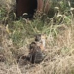 とんかつ まるはち - 猫さん