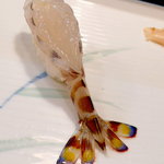 千代田鮨 - 車海老、尾びれの黄色、青の鮮やかなこと。江戸前、大将自信の一品。