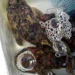 廻鮮寿司 塩釜港 - ボッケ(ケムシカジカ)