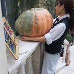 表参道バンブー - イベント中だった！≪Bigかぼちゃ 重さ当てコンテスト≫可愛い女の子のStaffと♪