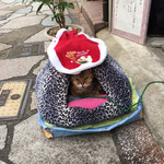 くろせ弘風堂 - クリスマス仕様 珍しく昼間に起きていたクッキーちゃん