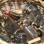 ユニッソン デ クール - 今夜のオマール海老