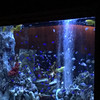 AQUARIUM個室 青の洞窟 難波店
