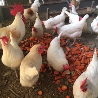 木更津農場の平飼い自然卵