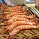 豊鮨 - 車エビ