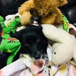 BENTO261 - メリークリスマス