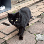 鮨 波づき - お店近くの商店街の住人(住猫)