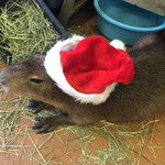 Kapibarando Puipui - Merry Christmas
