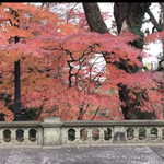 綱町三井倶楽部 - この時期に紅葉がきれいなんです