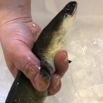 旬ものと日本酒 とみ笑 - 児島湾産青鰻