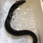 旬ものと日本酒 とみ笑 - 児島湾産青鰻