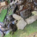 黒酢の郷 桷志田 - 