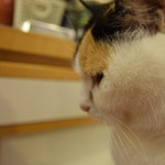 レガーロ×レガーレ - 