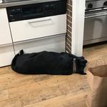 レガーロ×レガーレ - 