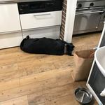 レガーロ×レガーレ - 