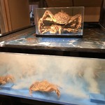 大宮 甲羅本店 - 水槽