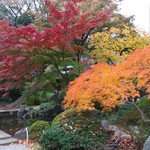 外苑休憩所 - 都内でこれだけ綺麗なもみじがみられるところは貴重です