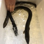 旬ものと日本酒 とみ笑 - 大井川の天然鰻