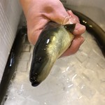 旬ものと日本酒 とみ笑 - 大井川の天然鰻