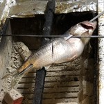 旬ものと日本酒 とみ笑 - 巨大にしん