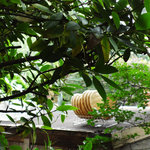 NISHIann cafe - ざるは〜お庭で自然乾燥