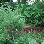 NISHIann cafe - 蝶々がたくさん飛んで来て〜♬