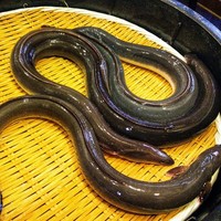 入谷鬼子母神門前のだや - 