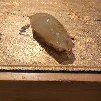 SUSHI TOKYO TEN、 新宿ニュウマン店 - 