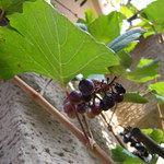 ドゥブルベ・ボレロ - 