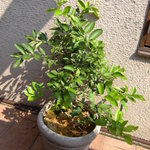 ドゥブルベ・ボレロ - 