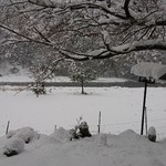 くつきそば 永昌庵 - お店の窓から見える安曇川