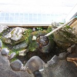 黒松本舗 草月 - 店内にある超ミニ庭園