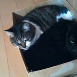 深大寺門前そば - 