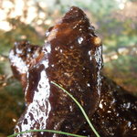 Le さんざ・ぷりゅ - 小鮒甘露煮風　赤ワインで煮たもの