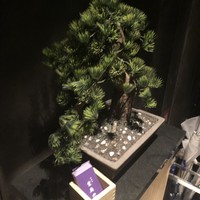 宇田川 紫扇 - 