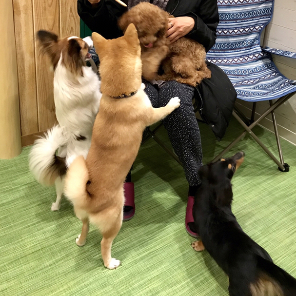 70以上 原宿 犬カフェ バイト 517737原宿 犬カフェ バイト