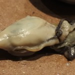 食善 大岡 - 八寸：牡蠣の生姜煮