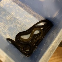 八べえ - 