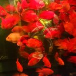 富臨軒酒家  正大広場店 - 