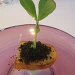 プレゼンテ スギ - 