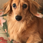 ラーメン人生JET - さらば戌年♪  愛犬メリーは元気です！(オミセとは関係ありません)