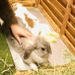 うさぎcafe もふれる - 