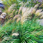 蔵の料亭 さかばやし - 