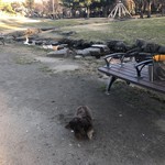 スターバックスコーヒー - 