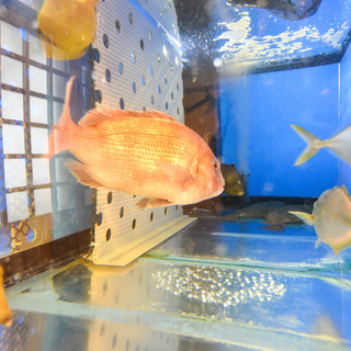 Enjoy the lively seafood swimming in the fish tank ◎ Delivering unparalleled freshness!