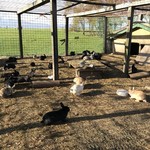 レークヒル・ファーム - うさぎピョンピョン